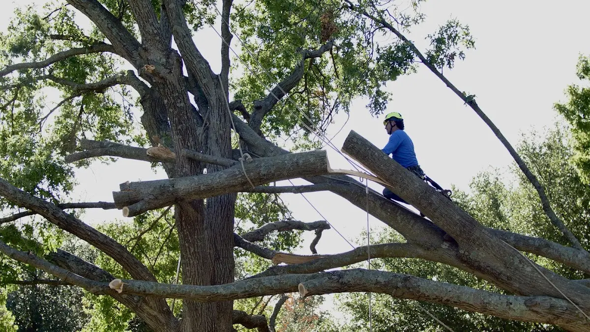 Professional Hazardous Tree Removal performed by certified arborists in Calistoga